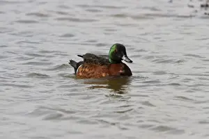 Castanea Prints: Chestnut Teal - male (photographed at minsmere bird reserve March 2010, an escaped bird)