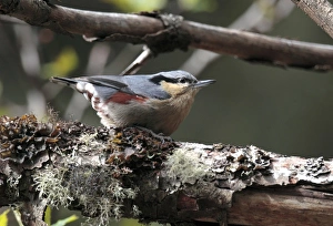 Yunnan Prints: Chestnut-vented Nuthatch (Sitta nagaensis) adult