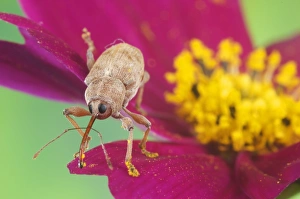 Chestnut Weevil (Curculio elephas) adult, with pollen on rostrum and legs, standing on flower, Italy