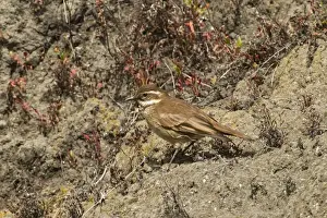 Slopes Prints: Chestnut-winged Cinclodes (Cinclodes albidiventris) adult