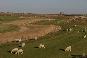 Footpath Prints: A Cheviot type sheep grazing the sea wall at Sudbourne Marshes with the Rive Alde and Aldeburgh behind