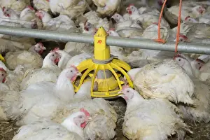 Indoor Prints: Chicken farming, heavy cockerels feeding from feeder in rearing shed