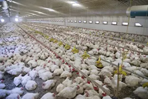Indoor Prints: Chicken farming, heavy cockerels in rearing shed with drinkers and feeders