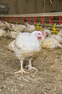 Chicken farming, heavy cockerels in rearing shed with drinkers and feeders, Cumbria, England, July