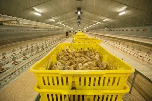 Indoor Prints: Chicken farming, layer chicks waiting to be put into rearing building