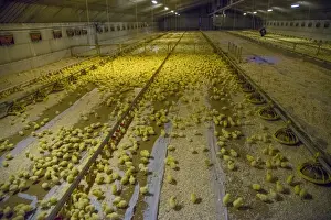 Chicken farming, one-day old Ross 308 broiler chicks with automatic drinkers and feeders in poultry unit, Lancashire