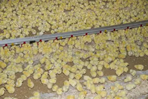 Indoor Prints: Chicken farming, one-day old Ross 308 broiler chicks with automatic drinkers in poultry unit