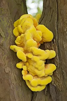 Worcestershire Prints: Chicken-of-the-woods (Laetiporus sulphureus) fruiting body