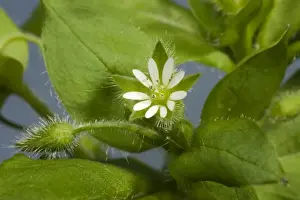 Chickweed Prints: Chickweed, Stellaria media, flowers and leaves of an annual agricultural and garden weed
