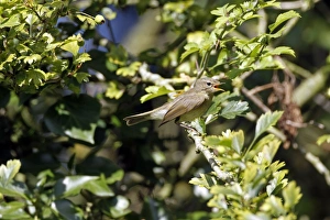 Chiffchaff Prints: Chiffchaff calling in hawthorn tree