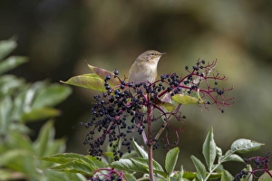 Chiffchaff Prints: Chiffchaff on Elderberries