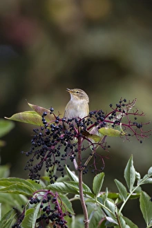 Chiffchaff Prints: Chiffchaff on Elderberries singing