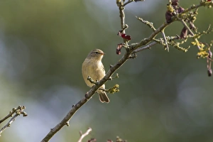 Chiffchaff Prints: Chiffchaff on hawthorn branch
