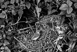 Warblers Prints: Chiffchaff at nest, Doldowlod Wales - Taken by Eric Hosking in 1954