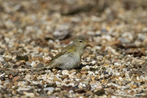 Chiffchaff Prints: Chiffchaff (Phylloscopus collybita) on gravel