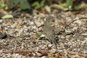 Chiffchaff Prints: Chiffchaff (Phylloscopus collybita) on gravel path