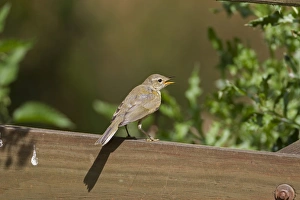 Chiffchaff Prints: Chiffchaff (Phylloscopus collybita) singing