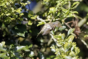 Chiffchaff Prints: Chiffchaff preening