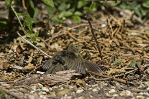 Chiffchaff Prints: Chiffchaff sun bathing