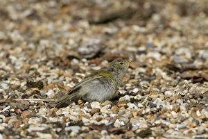 Chiffchaff Prints: Chiffchaff sunning itself on gravel path