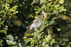 Chiffchaff Prints: Chiffchaff sunning itself in hawthorn tree