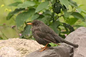 Thrush Prints: Chiguanco Thrush (Turdus chiguanco anthracinus) adult
