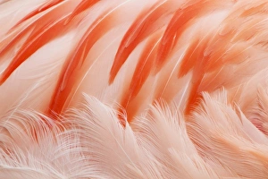 Chilean Flamingo (Phoenicopterus chilensis) adult, close-up of feathers, Durrell Wildlife Park (Jersey Zoo)
