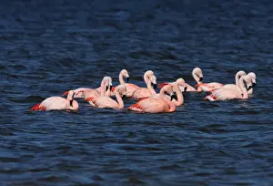 Flamingoes Prints: Chilean Flamingo (Phoenicopterus chilensis) adults