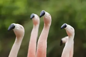 Chilean Flamingo (Phoenicopterus chilensis) adults, close-up of heads and necks, in courtship dance