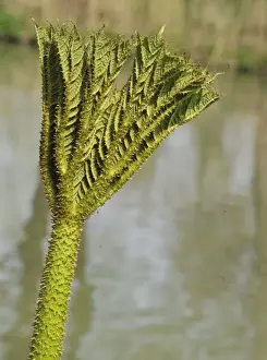 Opening Prints: Chilean Gunnera (Gunnera tinctoria) close-up of young leaves