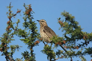 Mockingbird Prints: Chilean Mockingbird (Mimus thenca) adult