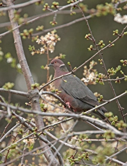 Canopy Prints: Chilean Pigeon (Patagioenas araucana) adult