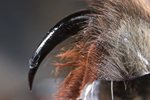 Details Prints: Chilean Rose Tarantula (Grammostola rosea) adult, close-up of fang, Chile