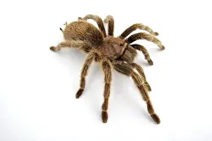 Spider Prints: Chilean Tarantula (Grammostola porteri) adult female