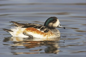 Chiloe Wigeon (Anas sibilatrix) adult male, swimming, Slimbridge W. W. T. (captive)
