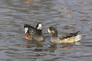 Drakes Prints: Chiloe Wigeon (Anas sibilatrix) adult pair, swimming, Slimbridge W. W. T. (captive)