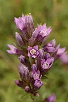 Oxfordshire Prints: Chiltern Gentian (Gentianella germanica) flowering