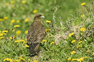 Chimango Caracara (Milvago chimango) adult, standing amongst wildflowers, Tierra del Fuego, Argentina, november