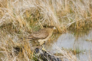 Chimango Caracara (Milvago chimango) adult, standing at edge of water, Tierra del Fuego, Argentina, november