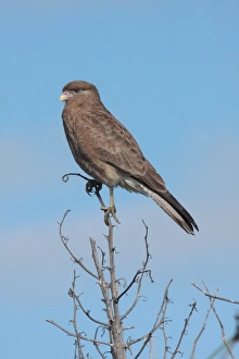 Chimango Caracara (Milvago chimango) adult, perched on stem, Rincon de Cobo, Buenos Aires Province, Argentina, april