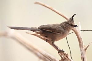 Northern Territory Prints: Chiming Wedgebill (Psophodes occidentalis) adult