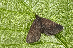 Geometrid Prints: Chimney Sweeper (Odezia atrata) adult, resting on leaf, Powys, Wales, july