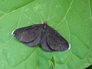 Chimney Sweeper (Odezia atrata) adult, resting on leaf, Italian Alps, Italy, July