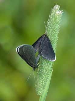 Geometrid Prints: Chimney Sweeper (Odezia atrata) adult pair, mating on grass, Italian Alps, Italy, July