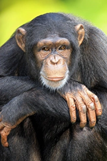 Chimpanzee (Pan troglodytes) adult, close-up of head and arms (captive)