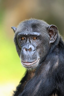 Chimpanzee (Pan troglodytes) adult, close-up of head (captive)