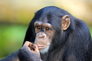 Hand Prints: Chimpanzee (Pan troglodytes) adult, close-up of head and hand (captive)