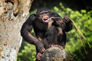 Primates Prints: Chimpanzee (Pan troglodytes) adult, feeding, sitting on rock (captive)