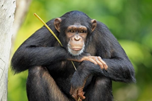 Chimpanzee (Pan troglodytes) adult, close-up of head and arms (captive)