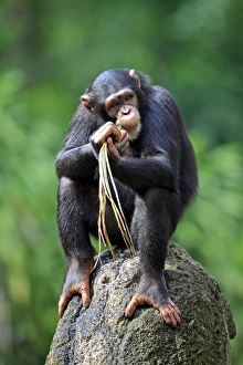 Primates Prints: Chimpanzee (Pan troglodytes) adult female